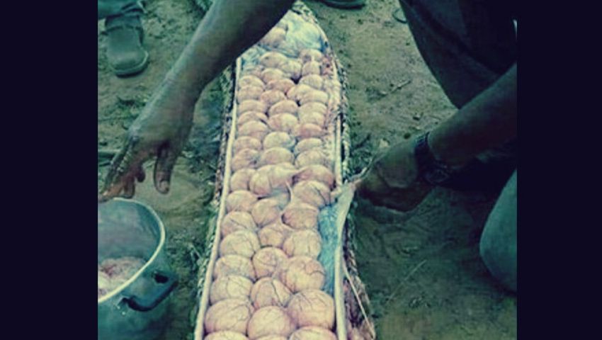 بالصور مزارعون ينتقمون من ثعبان التهم بقرة:  شاهد ماذا اكتشفوا ببطنه