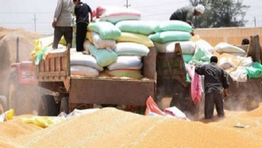 فى يومين.. صوامع قنا تستقبل 51 طن قمح من المزراعين