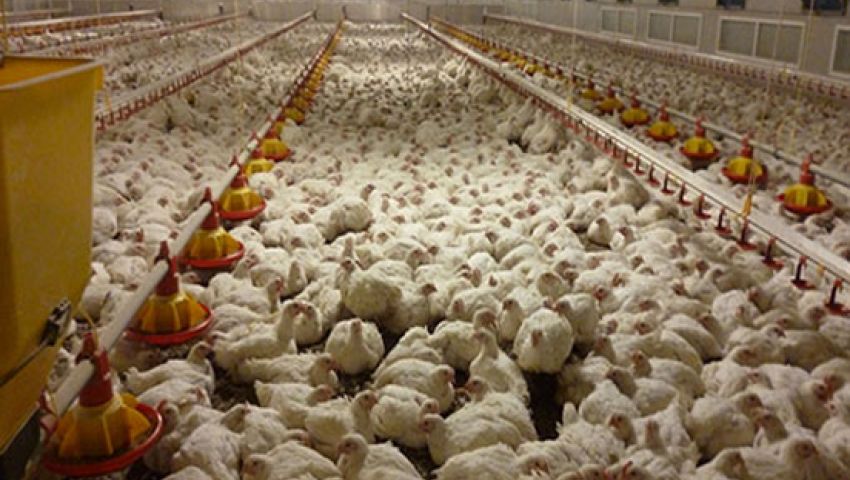 السعودية تحظر استيراد الطيور من السويد.. تعرف على السبب