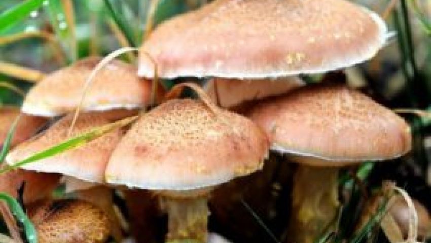 الأرباح بالآلاف| عيش الغراب.. رزق الغلابة في البيوت