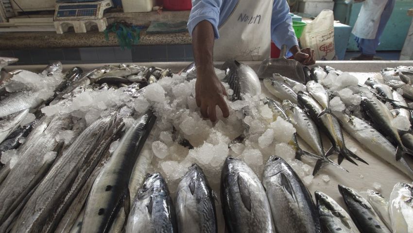التموين: طرح 500 طن من الأسماك بتخفيض 30% بالأسواق في رمضان