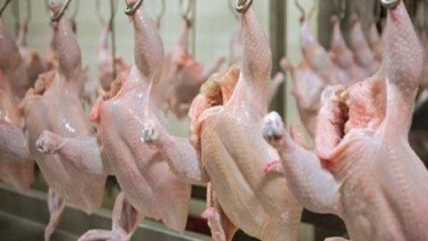 فيديو| ما الفرق بين الدواجن المجمدة  والحية؟.. السعر والقيمة الغذائية