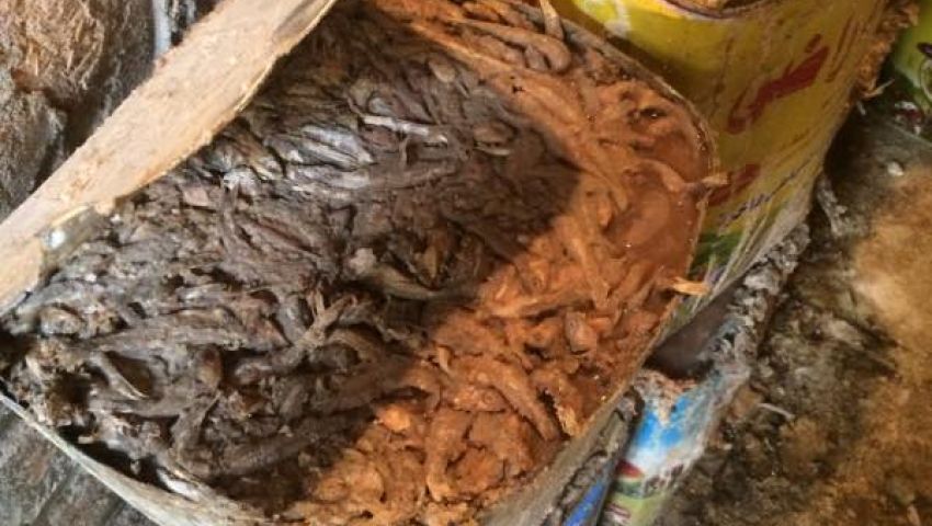 ضبط فسخاني بقنا بحوزته طن سمك مملح فاسد
