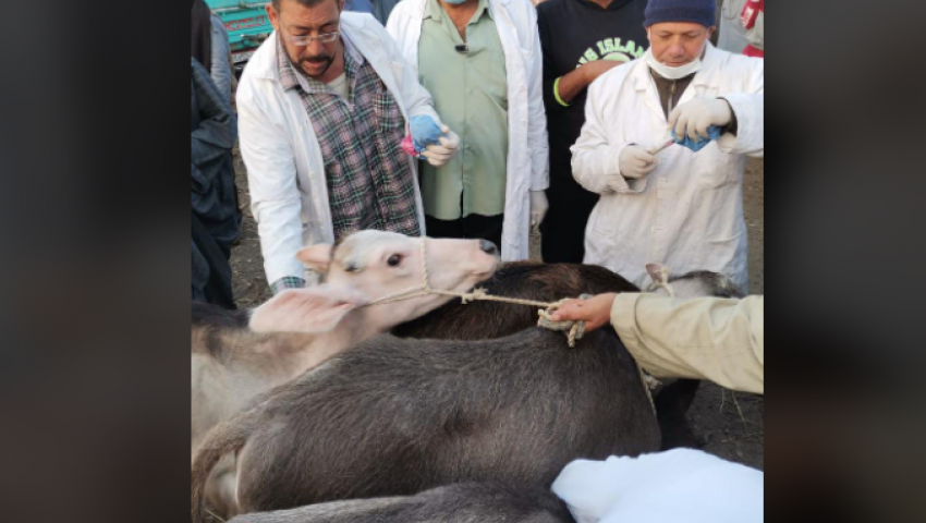 استيراد شحنة لحوم مصابة بفيروس كورونا.. ما الحقيقة؟