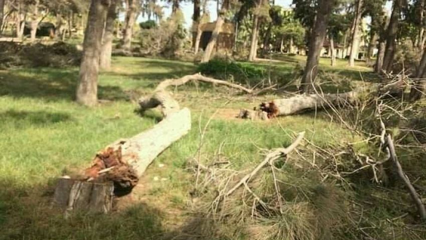 صور| بعد 130 عاماً على إنشائها.. أشجار المنتزة التاريخية تودع الإسكندرية