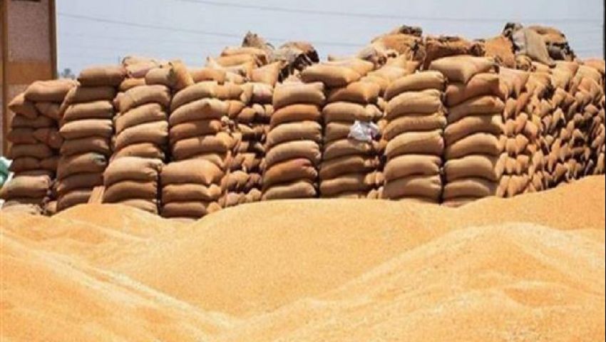 توريد 229 ألفا و85 طن قمح بالبحيرة