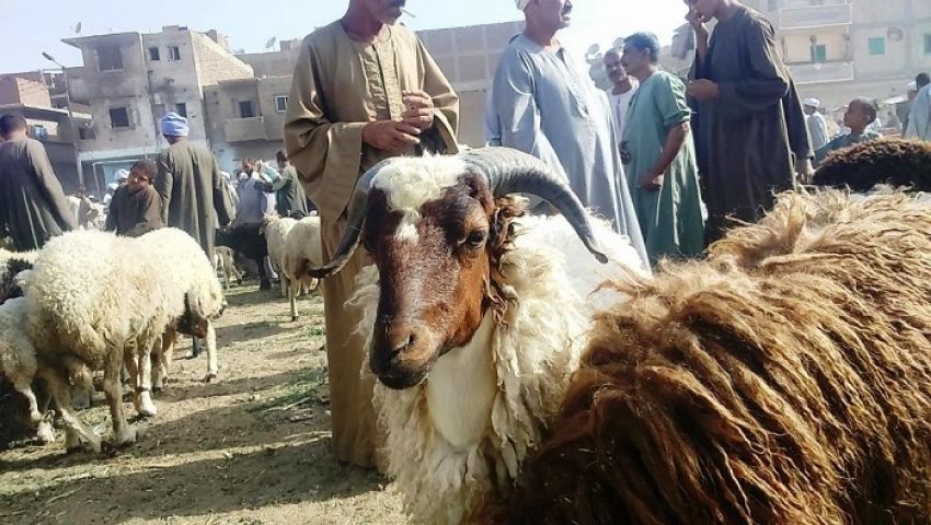 صور| جزارون: «ذبح العجل بـ 1200 جنيه والخروف بـ 150.. والحجز بأولية الدفع»