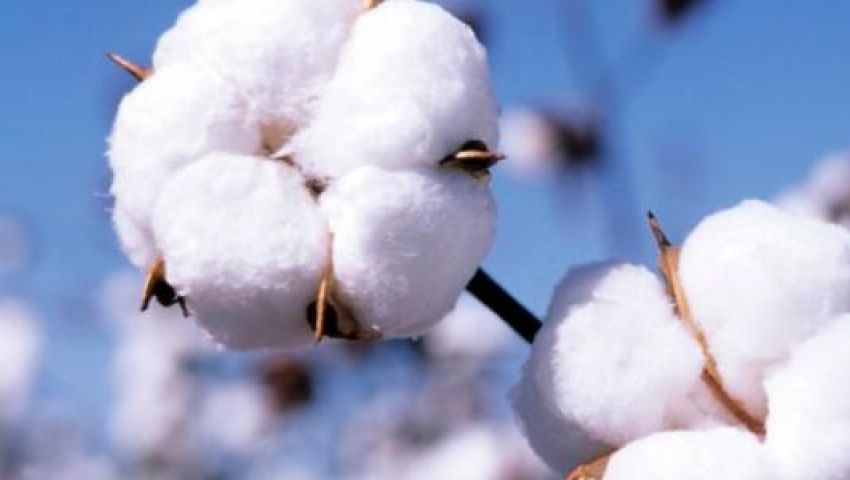 53 % ارتفاعا في صادرات القطن خلال الربع الثاني من الموسم الحالي