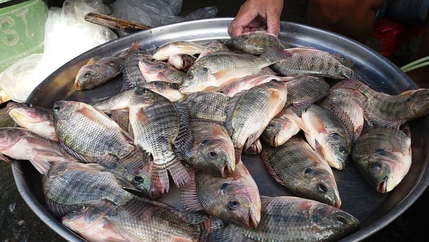 بعد ارتفاع سعره 60%.. حملة لمقاطعة السمك البلطي بالإسكندرية
