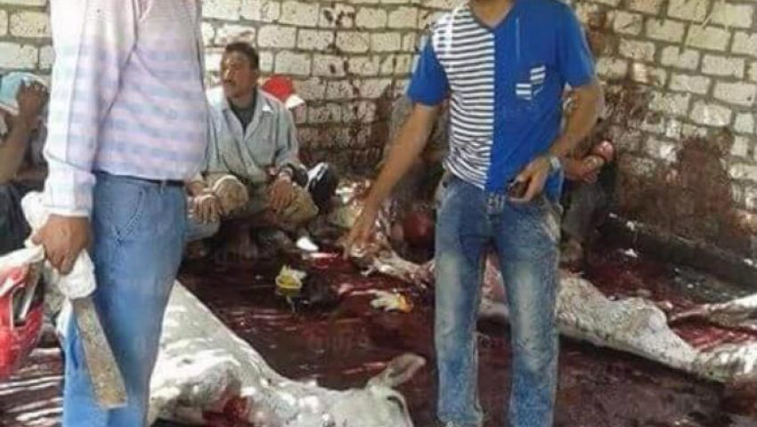 ضبط سيارة محملة بـ٣٢حمارًا بينهم ١٨ نافقًا بالمنوفية 