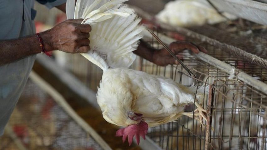 اكتشاف بؤرة مصابة بإنفلونزا الطيور في منزل بقنا