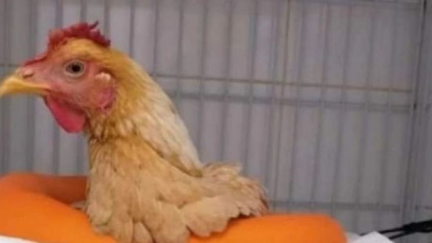 بتكلفة 7 آلاف جنيه.. القصة الكاملة لإنقاذ الدجاجة المصرية «ليسكي»