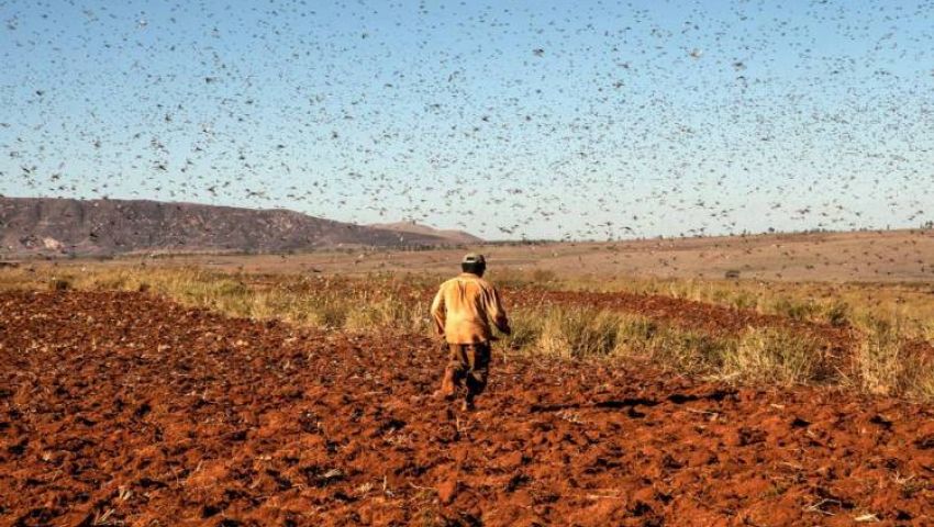 خطة أسوان لمواجهة هجوم أسراب الجراد